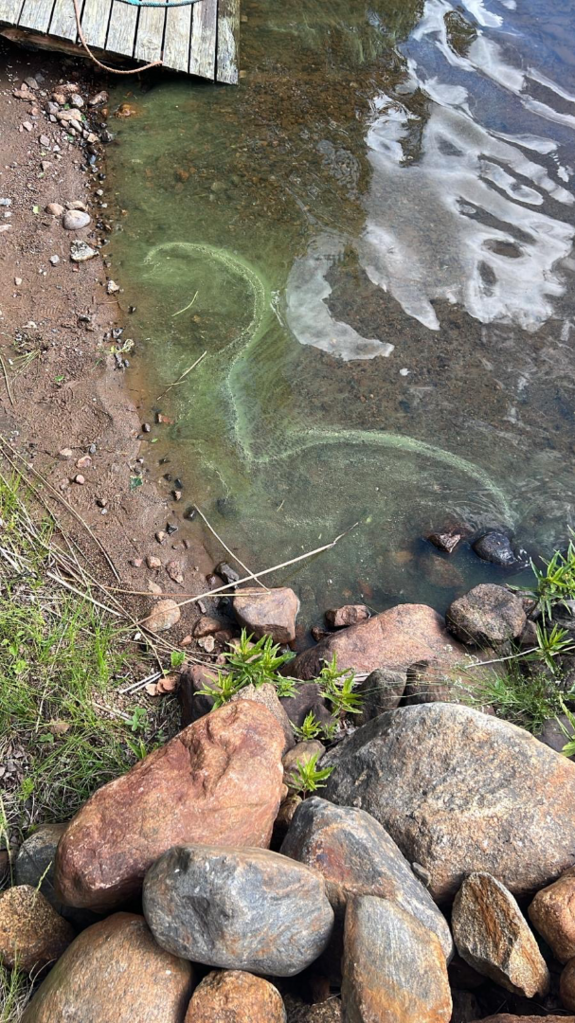 Pienivesi (14.917.1.002)-Mökkiranta-ObsALG-202507061054-686a2d2fe9c2a.png