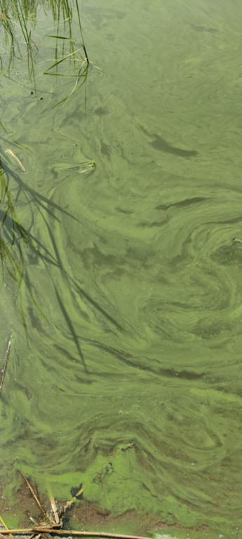 Savijärvi (81.043.1.002)-Valtakunnallinen sinileväseuranta-ObsALG-202306141237-64898a8aa23d8.png