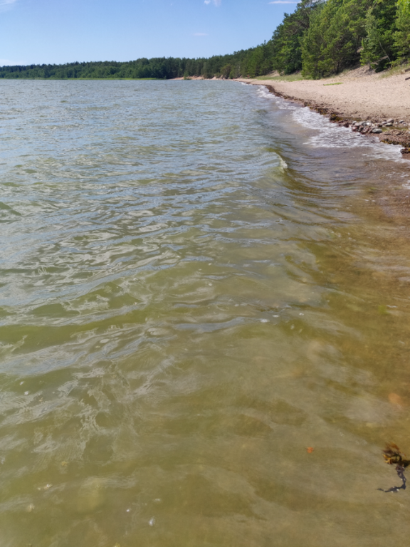 Storfjärden-Lappohjan ranta-ObsALG-202207111238-62cbf04b7a0b2.png