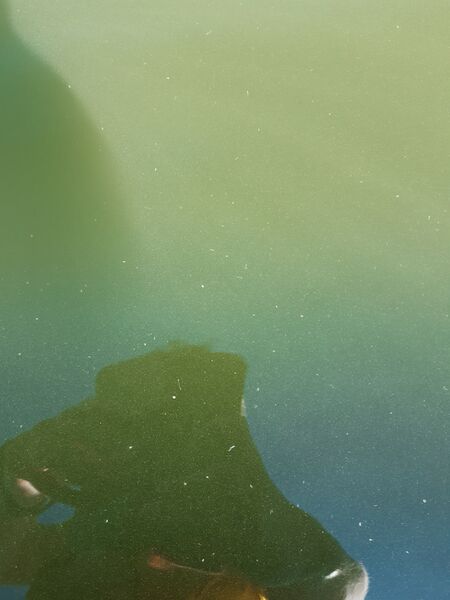 Tiedosto:Valkjärvi (21.054.1.001)-Tiiran uimaranta-ObsIMG-202007271122-60.jpg