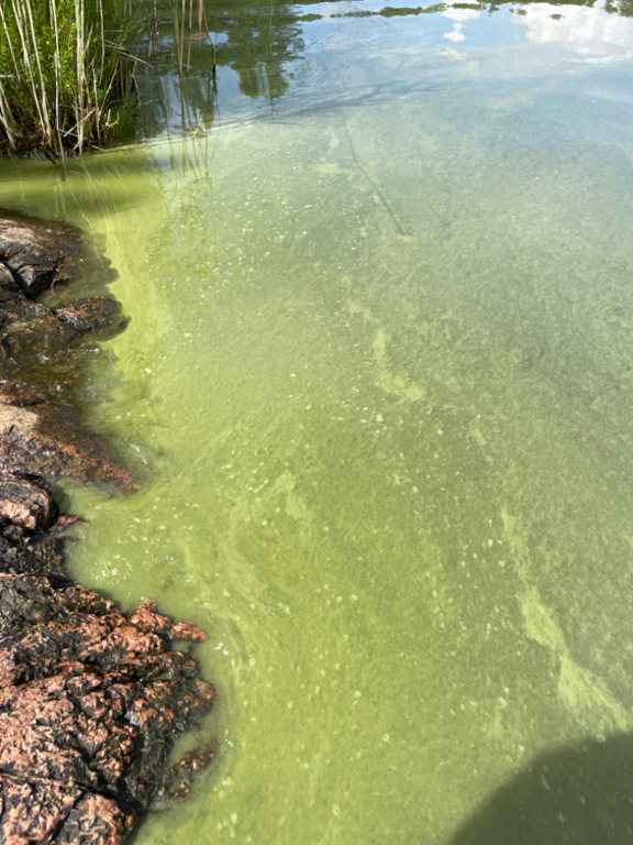 Inkoo Fagervik-Österviken, Jakob Ramsjö-ObsALG-202407251131-66a20de477cb0.png