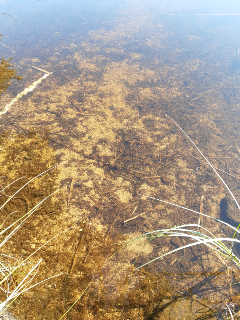 Kivijärvi (14.192.1.001)-Havaintopaikka 6-ObsALG-202508141044-1755157658823.png