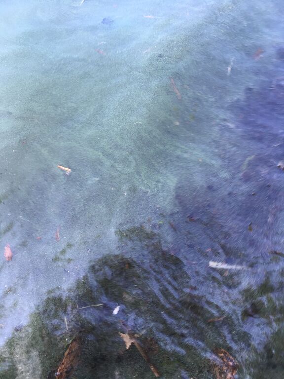 Kivijärvi (14.192.1.001)-Iso Rapasalo, Mertalahti-ObsIMG-201806281222-49.jpg