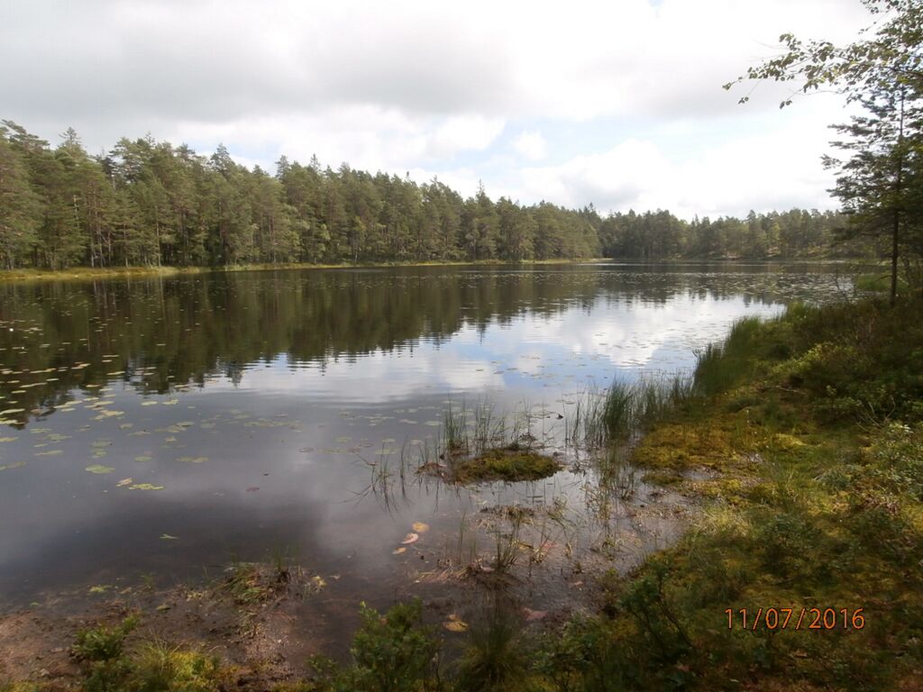 Kotolammen lounaiskolkka.JPG