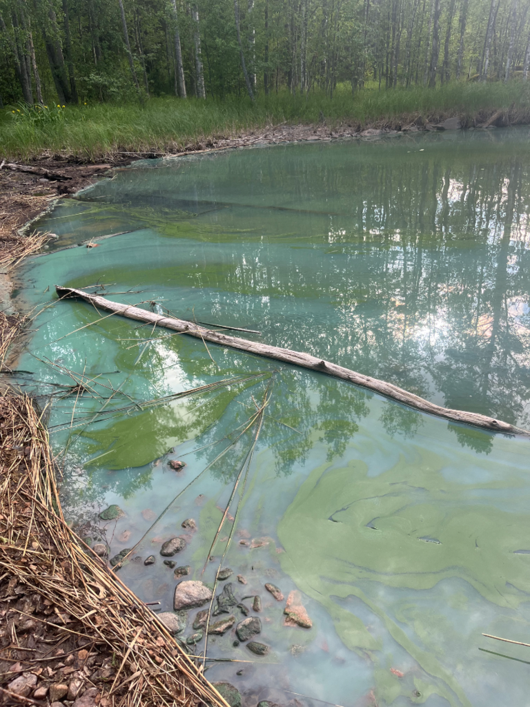 Pihlajavesi (Saimaa) (04.121.1.001)-Apajalahti Pieni Kontiainen-ObsIMG-202507021827-1751470186738.png