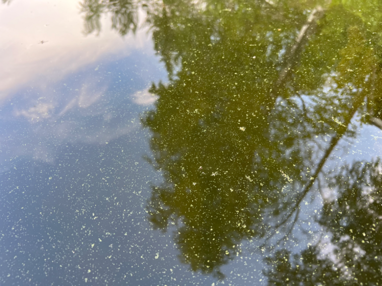 Pyhäjärvi (35.211.1.001)-Karukankulma-ObsIMG-202306271747-649af71d35f3d.png