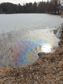 Öljykalvo havainto.