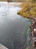 Ähtärinjärvi (35.433.1.001)/Suninlahti, itäranta, Pekonrannantie 497