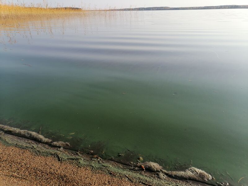 Tiedosto:Alvajärvi (14.481.1.001)-Reisjärventie 1493-ObsIMG-202009271627-7.jpg