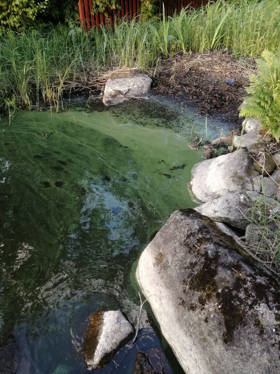 Kallavesi (yhd.)-Tikkalansaari-ObsIMG-202006232129-43.jpg