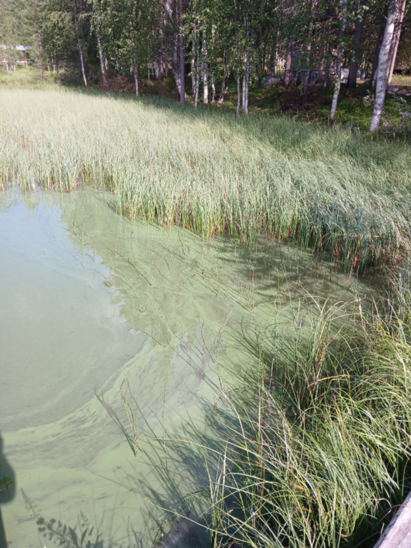 Konsajärvi (65.592.1.017)-Hevoskummun Upseeriparantola-ObsALG-202507311415-1753969153265.png