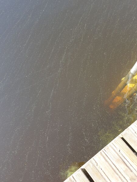 Tiedosto:Lahnajärvi (14.192.1.035)-Uimalan ranta-ObsIMG-202007181032-34.jpg