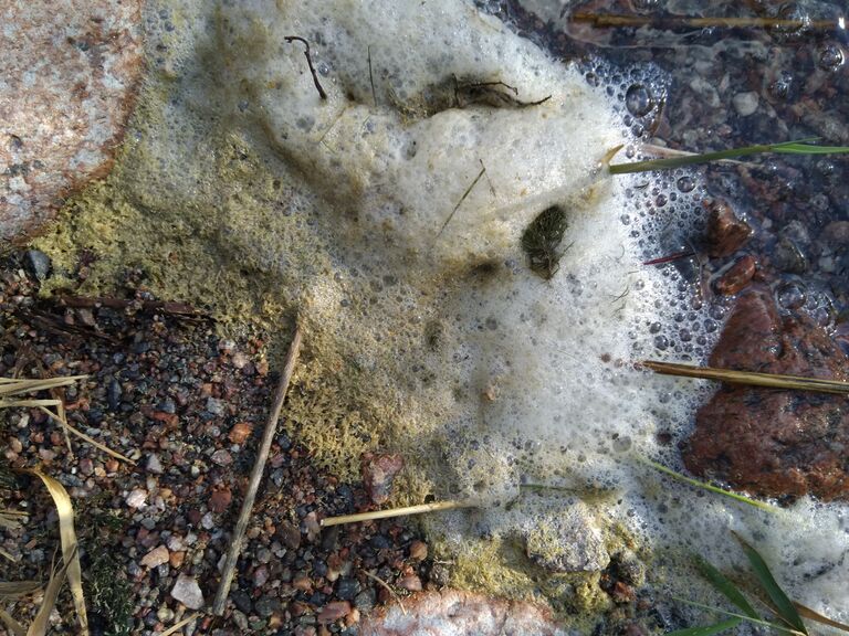 Seurasaari-Rotarien sinileväseuranta (Laajalahti, Munkkiniemenranta)-ObsIMG-202007292041-54.jpg