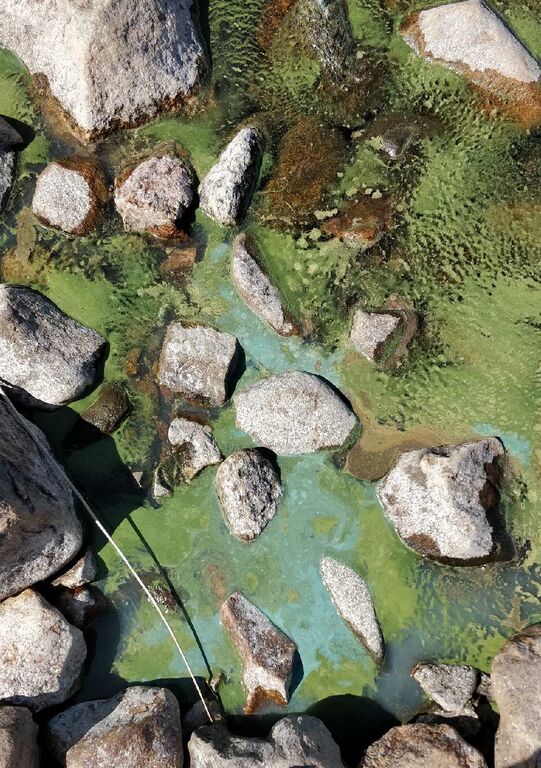 Suvasvesi (04.273.1.001)-Suvasvesi-ObsIMG-201907022058-76.jpeg