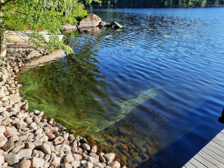 Isojärvi (14.263.1.001)-Salakkalahti-ObsALG-202406271955-667d99eca5930.png