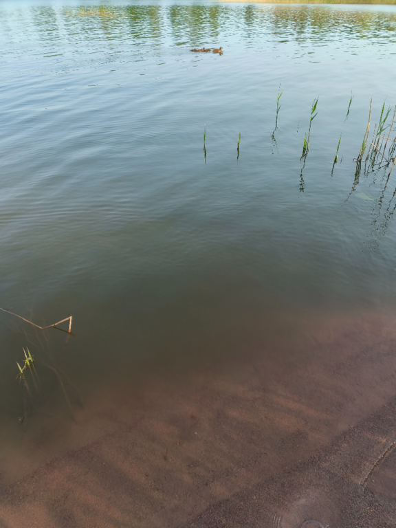 Pyhäjärvi (34.031.1.001)-Valtakunnallinen sinileväseuranta (Katismaan uimaranta)-ObsALG-202506040826-683fd93ba76d0.png