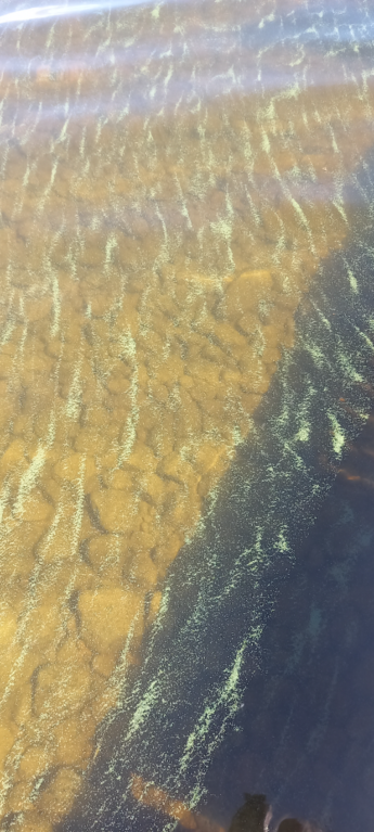 Saimaa (04.112.1.001)-Rotarien sinileväseuranta (Pulkkaselkä, Hietalahti)-ObsIMG-202507021056-1751443035722.png