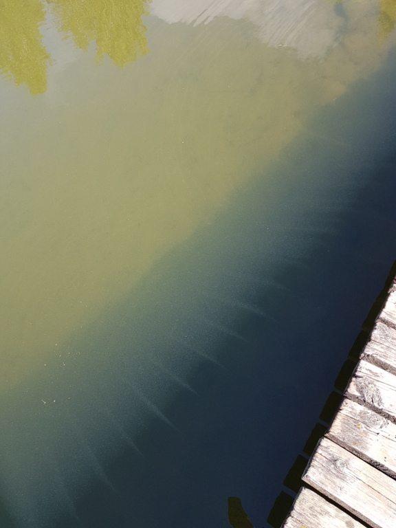 Ahmo (04.651.1.003)-Valtakunnallinen sinileväseuranta-ObsIMG-202208301050-630dc2ea29626.png