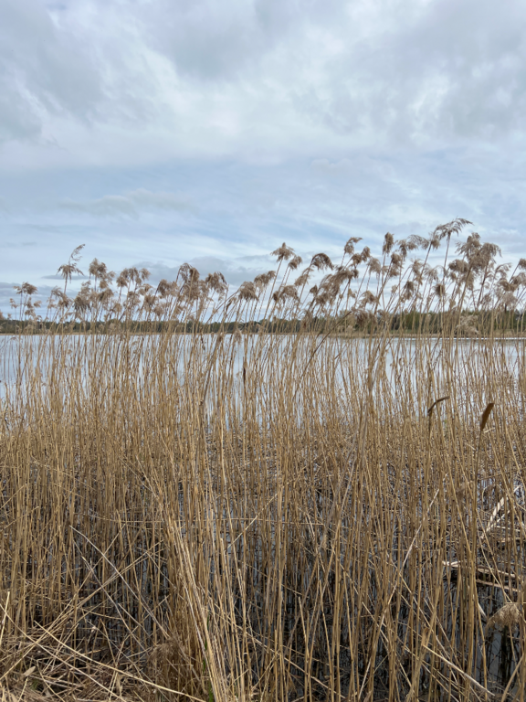 Iidesjärvi (35.214.1.001)-Iidesjärvi-ObsIMG-202605041436-69f885535cd0f.png