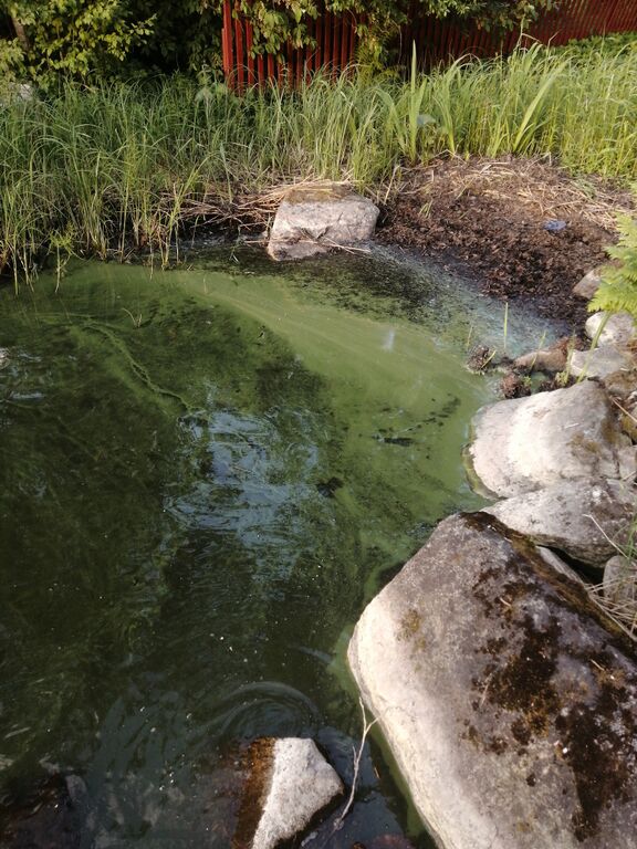 Kallavesi (yhd.)-Tikkalansaari -ObsIMG-202006232116-7.jpg