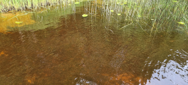 Lannevesi (14.651.1.001)-Orvokkimökki 1-ObsIMG-202107071243-60e577b744cbf.png