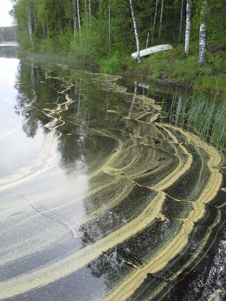 Tiedosto:20150623 083355.jpg