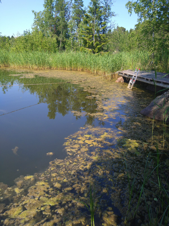 Klobbfjärden-Rotarien sinileväseuranta (Karhulahti)-ObsALG-202206281829-62bb1eb78dd14.png