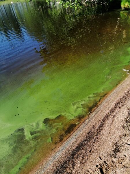 Tiedosto:Kyrösjärvi (35.521.1.001)-Havaintopaikka 2-ObsALG-202006231839-36.jpg