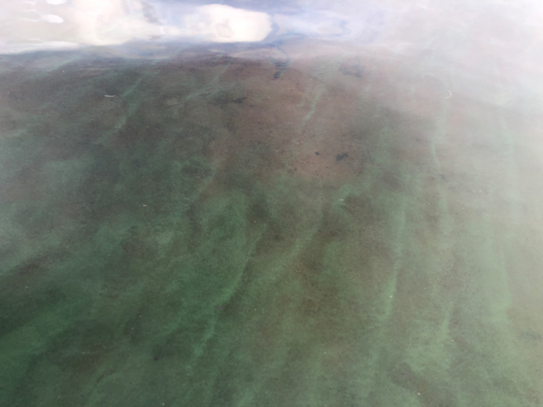 Nerkoonjärvi (35.538.1.010)-Aittoniemen ja Viikerin välinen ranta-alue-ObsALG-202207132002-62cefd2f8fbe2.png