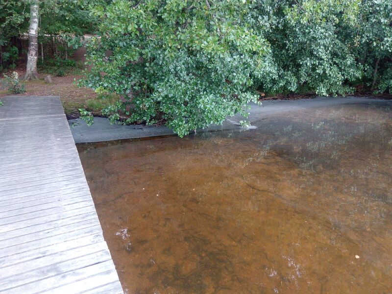 Tiedosto:Orijärvi (13.007.1.002)-Silmuntien varresta-ObsIMG-201807211000-77.jpg