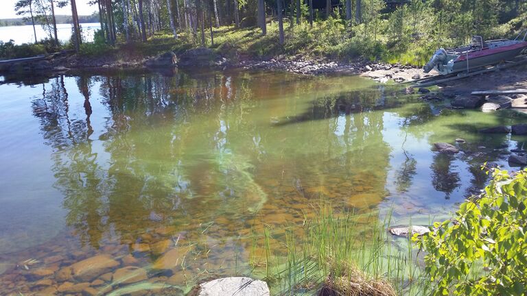 Pihlajavesi (Saimaa) (04.121.1.001)-Sourunniemi, Puumala (Saimaa)-ObsIMG-201707161048-31.jpg