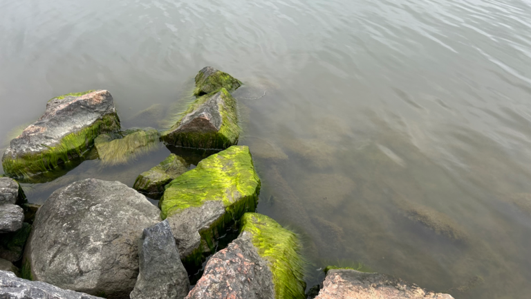 Seurasaari-Rotarien sinileväseuranta (Kuusisaarensalmi)-ObsIMG-202509011545-1756793051702.png