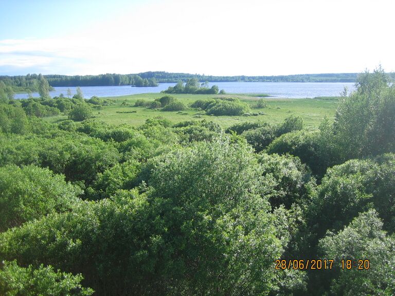 Tarassiinlahden lintutornista.JPG