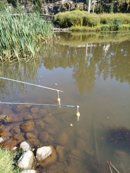 Tiedosto:Rekolanojan valuma-alue (21.095)-Ankkalampi-ObsIMG-202408291320-66d0c97dcead7.png