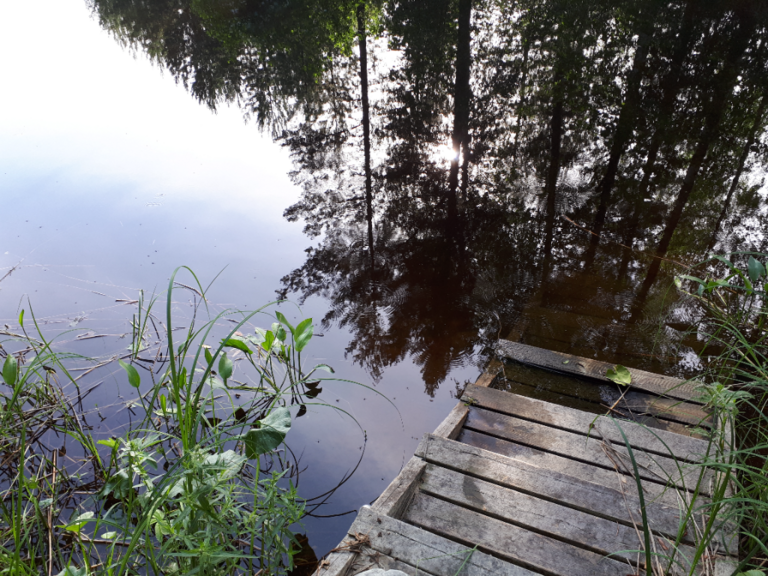 Kallavesi (yhd.)-Rotarien sinileväseuranta (Puutossalmi)-ObsALG-202407030759-6684ea7d2d178.png