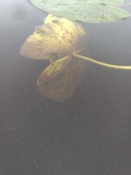 Kulovesi (35.132.1.001)/Sierakka