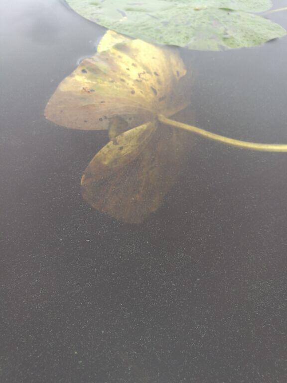 Kulovesi (35.132.1.001)-Kulovesi Sierakka-ObsIMG-201609041137-95.jpg