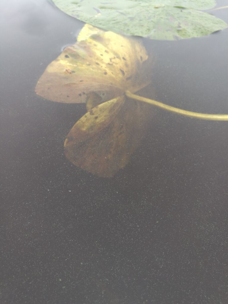 Kulovesi (35.132.1.001)-Kulovesi Sierakka-ObsIMG-201609041137-95.jpg