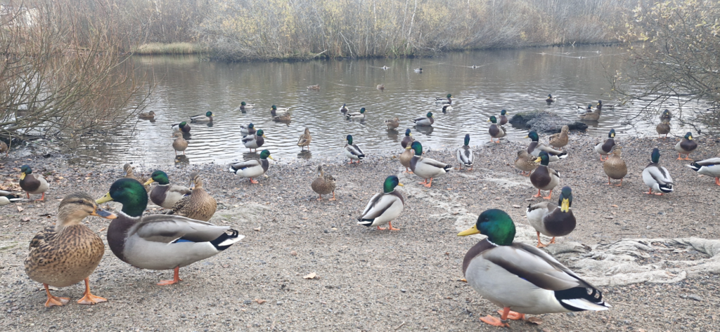Mätäojan valuma-alue (81.051)-Mätäoja-ObsIMG-202510191628-1760880571302.png