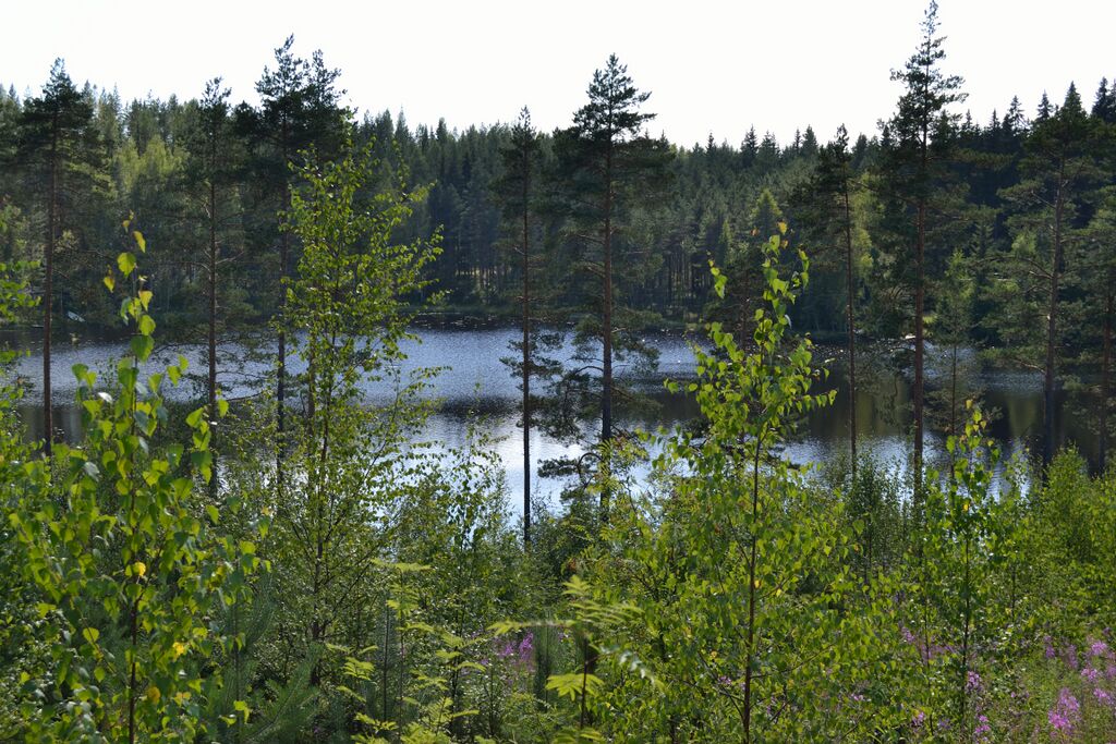 Pajarinlampi.JPG