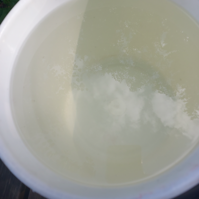 Pernajanlahti-Rotarien sinileväseuranta (Idlax, Meritorpan laituri)-ObsALG-202407311618-66aa3a523345c.png