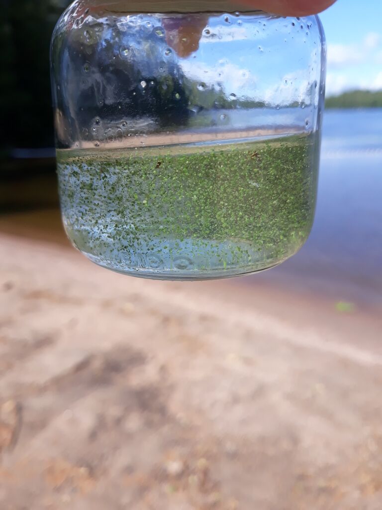 Rantaniitty lasi.jpg