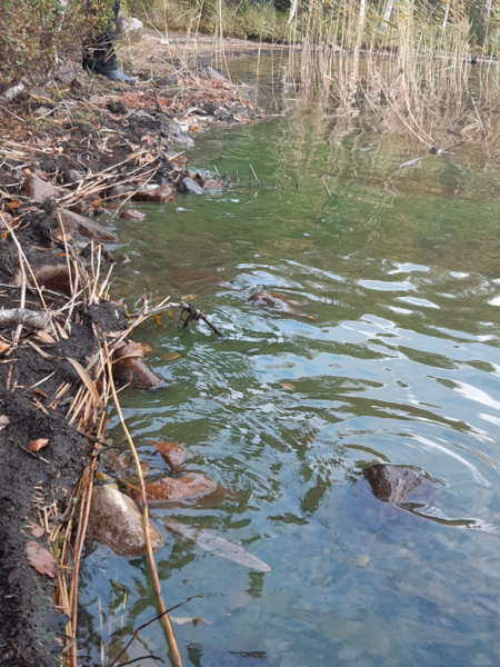 Tiedosto:Havainto-Kallunkijärvi, Pekankari-ObsALG-202409081630-66ddc0633bf71.png