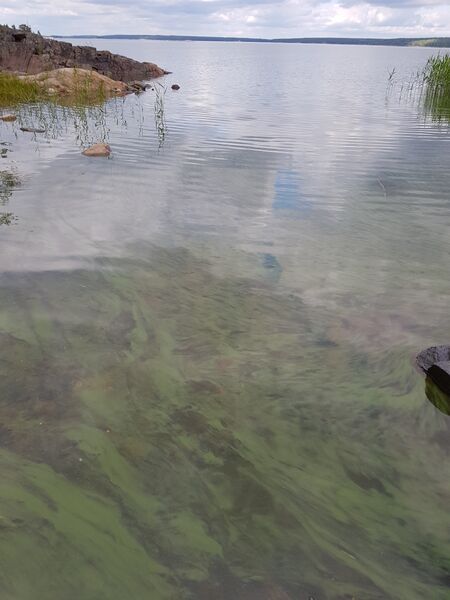 Tiedosto:Havaintopaikka 2-ObsIMG-201806251637-80.jpg