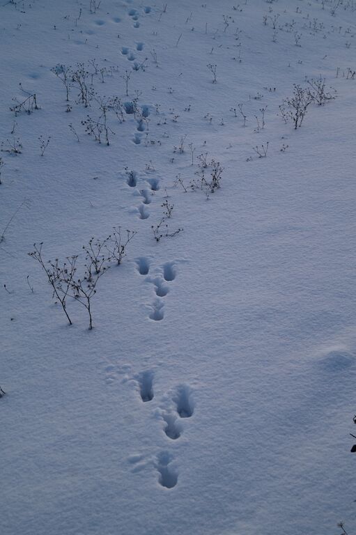 Jyväsjärvi (14.231.1.001)-Äijälänrannan uimaranta-ObsMAMMAL-201612011833-51.jpg