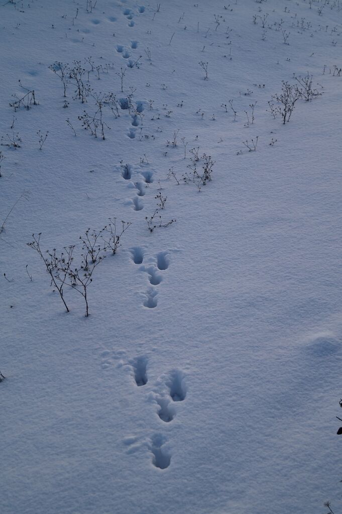 Jyväsjärvi (14.231.1.001)-Äijälänrannan uimaranta-ObsMAMMAL-201612011833-51.jpg