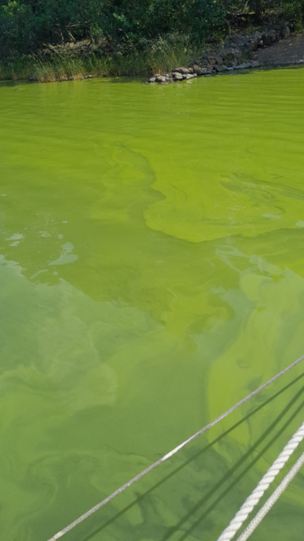 Rauman ja Eurajoen saaristo-Rotarien sinileväseuranta (Verkkoniemennokka)-ObsALG-202507141417-1752491958674.png