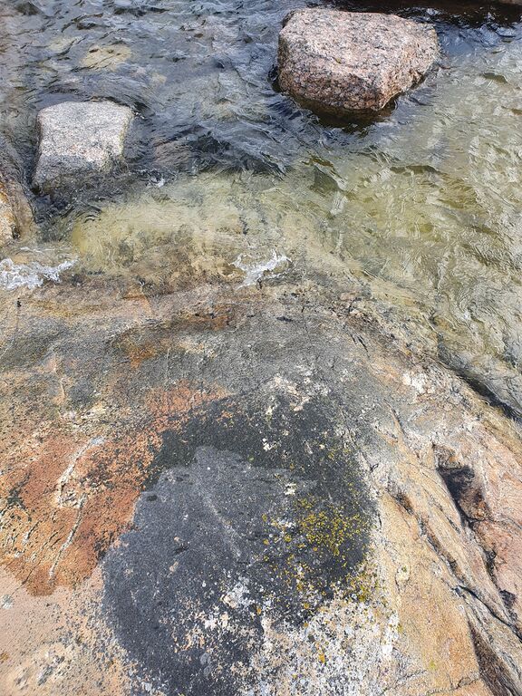 Keipsalo-Rotarien sinileväseuranta (Stora Småholmen)-ObsALG-202007060720-12.jpg