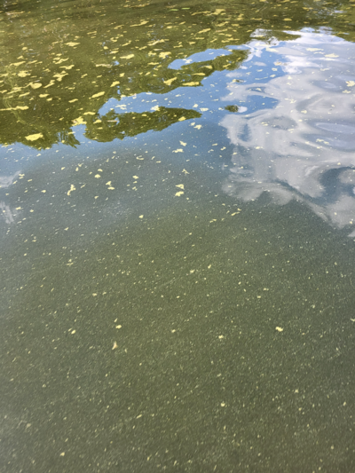 Kotkan-Haminan sisäsaaristo-Suurniemi-ObsALG-202507151815-1752600790195.png