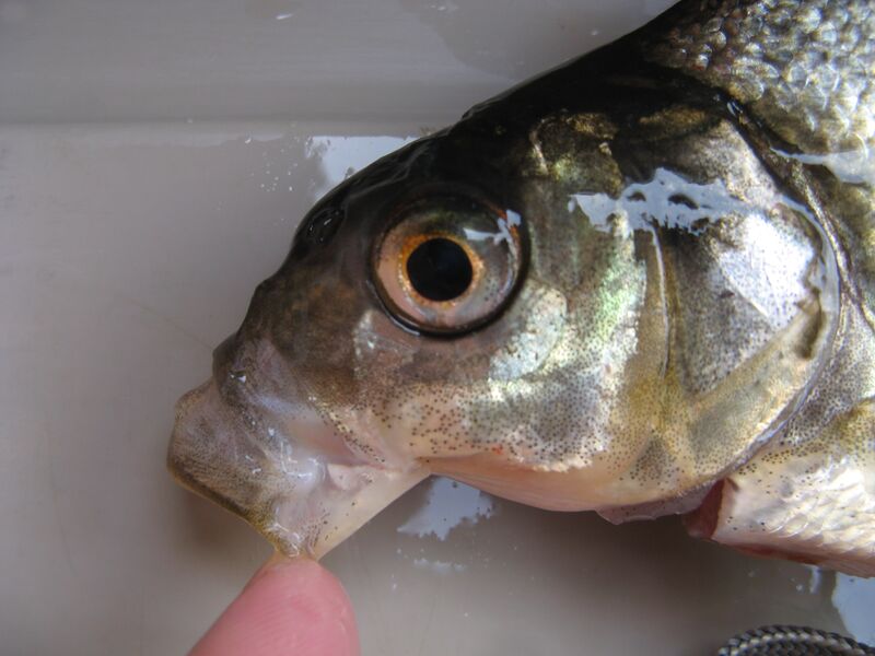 Tiedosto:Lahnan suu.JPG